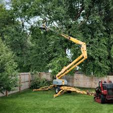 How Our Tree Care Process Works  in Mikes, TX