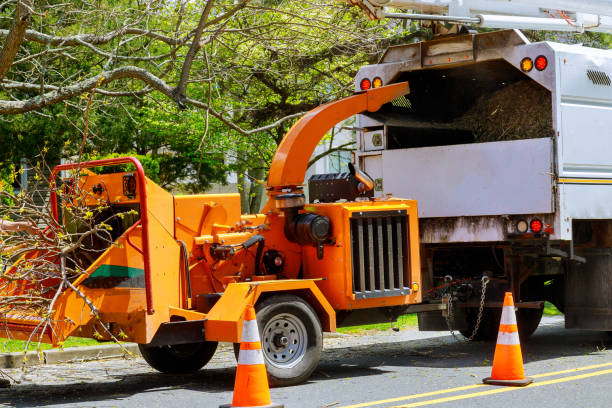 Professional Tree Services in Mikes, TX